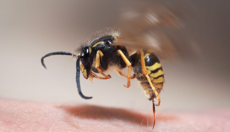 Înțepătura de viespe – poze și tratament