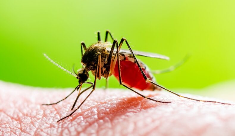 Detaliu cu țânțarul comun cu acul în piele, una dintre speciile care poate transmite virusul West Nile