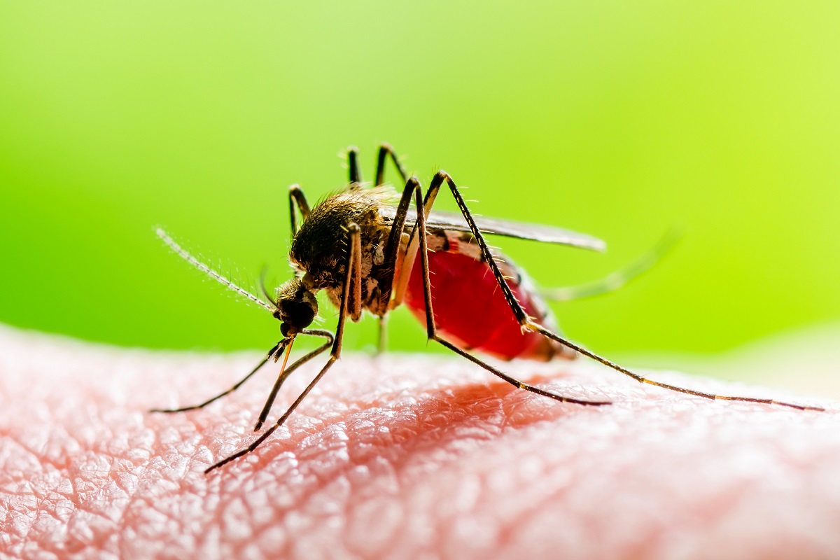 Detaliu cu țânțarul comun cu acul în piele, una dintre speciile care poate transmite virusul West Nile