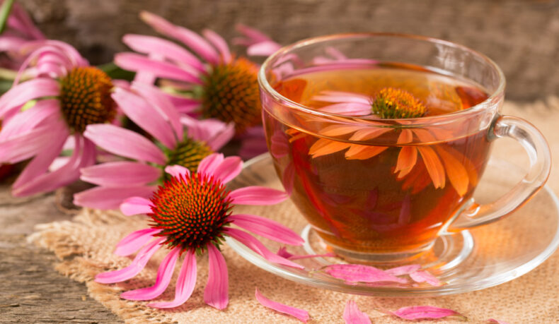 O ceașcă cu ceai de echinacea, lângă flori de echinacea