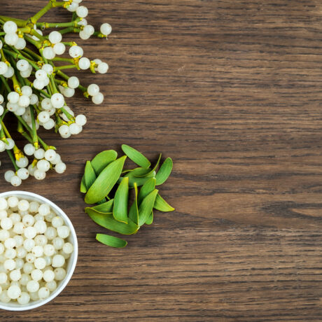 Proprietățile medicinale ale vâscului. Ce întrebuințări poate avea această plantă