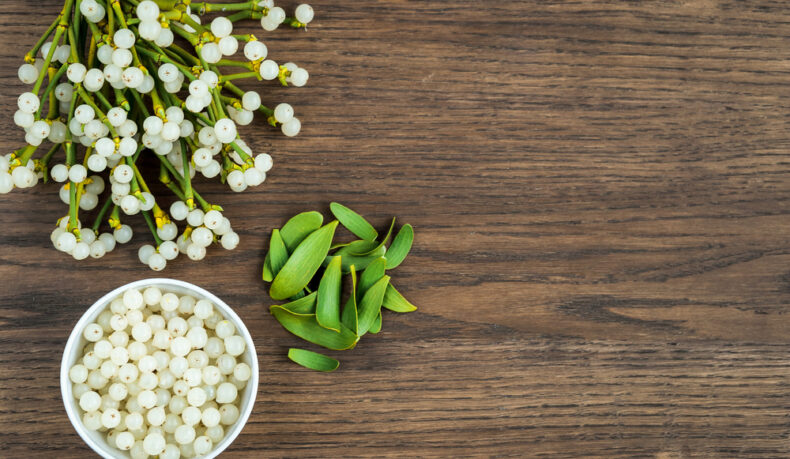 Proprietățile medicinale ale vâscului. Ce întrebuințări poate avea această plantă