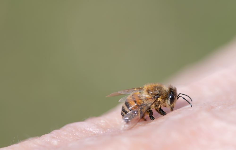 O albină care stă pe pielea unei persoane