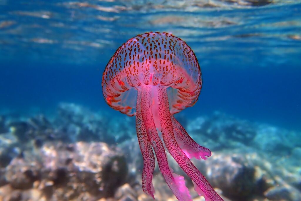 meduza Pelagia noctiluca