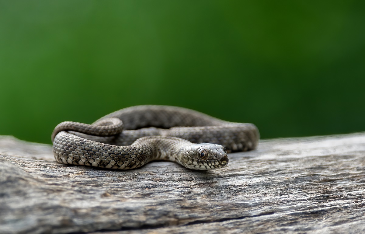 șarpele de apă sau Natrix tessellata