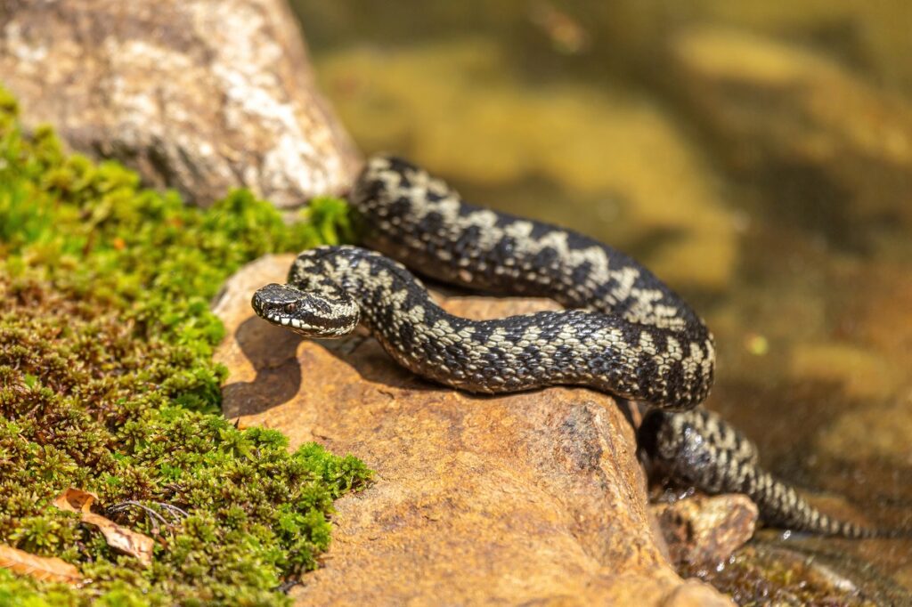 Vipera comună sau vipera berus