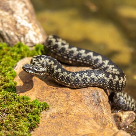 Vipera comună sau vipera berus