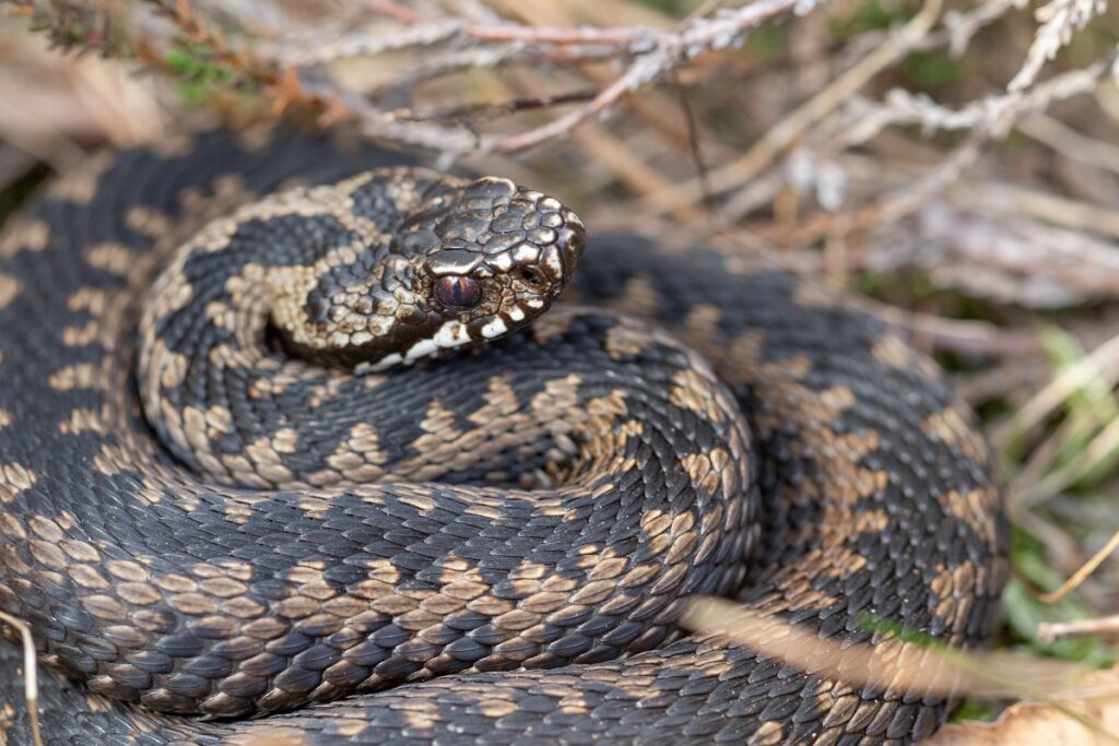 Vipera comună sau vipera berus