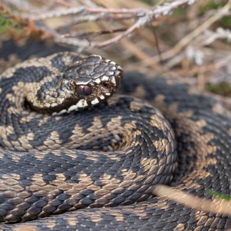 Vipera comună sau vipera berus