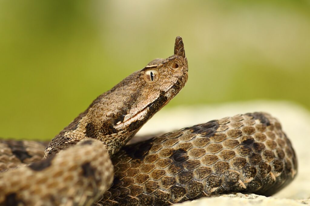 Vipera cu corn sau vipera ammodytes