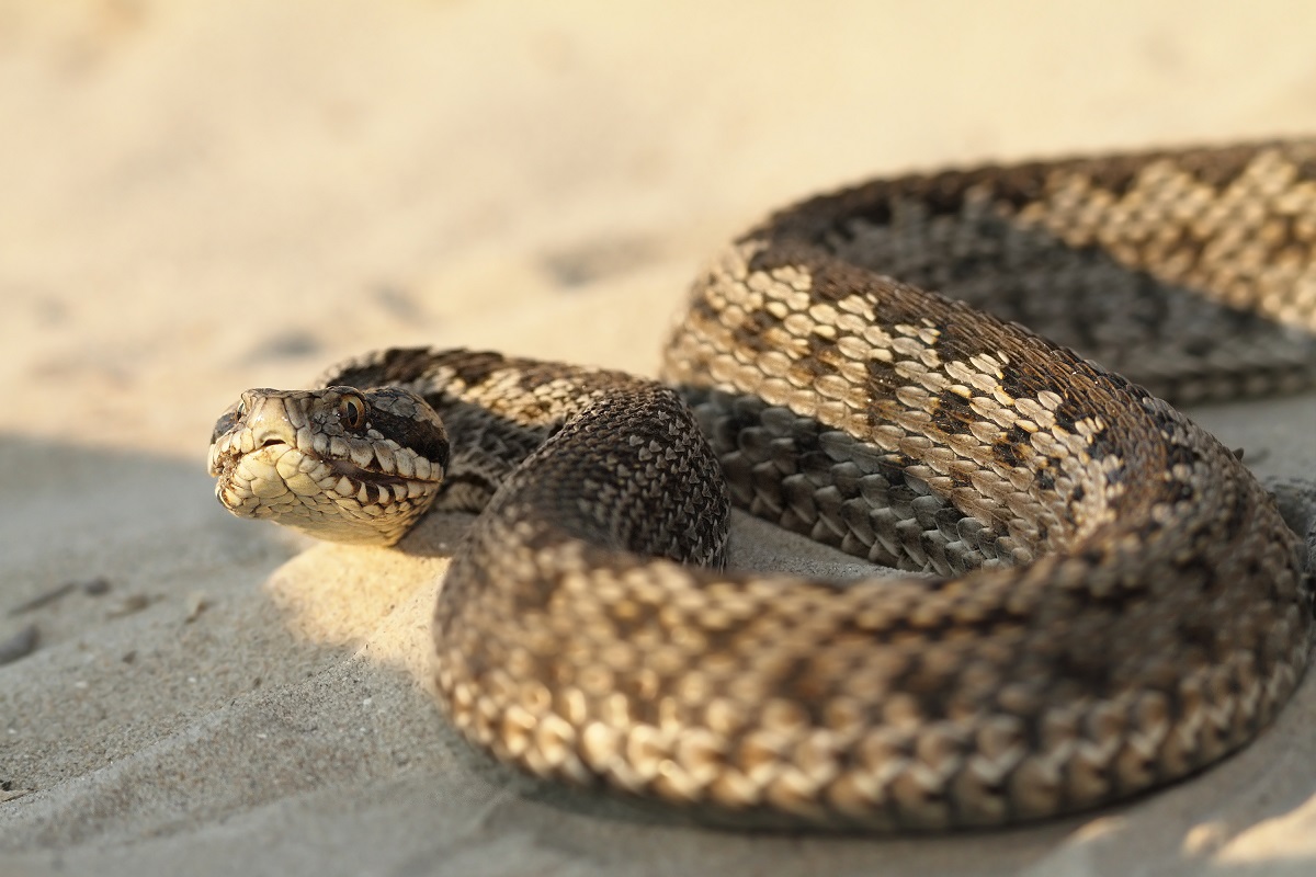 vipera de stepă sau vipera ursinii moldavica