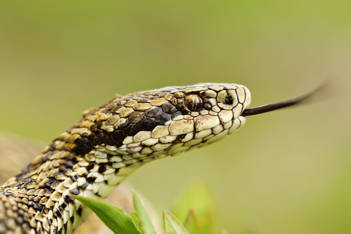 Vipera de stepă sau vipera ursinii rakosiensis