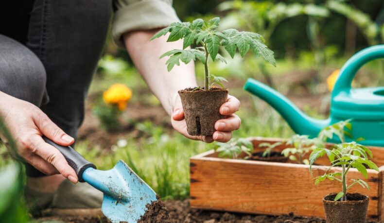 O femeie care plantează roșii cu ajutorul unei lopeți mici, lângă o stropitoare și o ladă din lemn