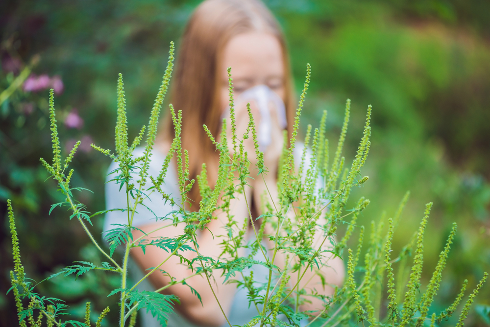 O femeie tânără care strănută într-un șervețel, lângă plante de ambrozie