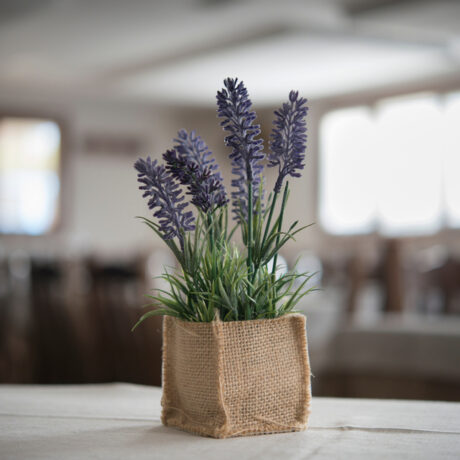 Plante care te pot ajuta să dormi. Pot asigura un somn mai odihnitor