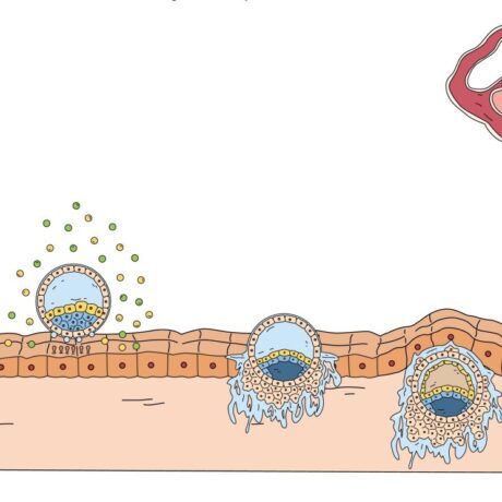 De ce nu e indicat contactul sexual după embriotransfer