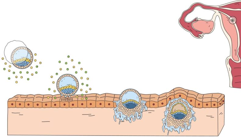 De ce nu e indicat contactul sexual după embriotransfer